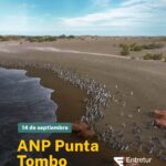 Los pingüinos de Magallanes llegan a Chubut